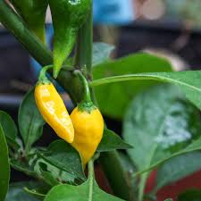 Image result for Capsicum baccatum