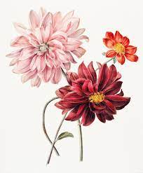 Dahlias 1835 1904 By Willem Hekking Original From Rijks Museum Digitally Enhanced By Rawpixel Digital Flowers Flower Illustration Illustration Wall Art