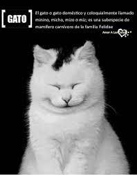 amor a los gatos sitio web susseste haustiere hubsche katzen ausgestopftes tier