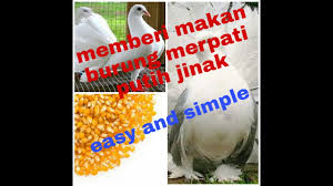 Makanan ini juga dapat mengundang burung house sparrow dan hewan lainnya. Cara Memberi Makan Burung Merpati Putih Yang Jinak Youtube