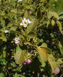Image result for Lantana ukambensis