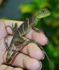Feb 14, 2021 · lifespan of the chinese water dragon chinese water dagons can live up to 15 years though some have been known to live up to 20 years in captivity. Baby Chinese Water Dragons For Sale