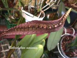 Image result for Bulbophyllum maximum