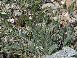 Image result for Indigofera oxytropis