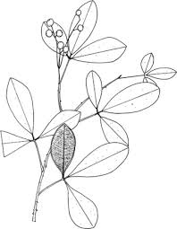 Image result for Toddalia crenulata