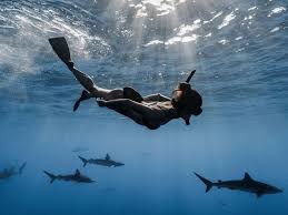 Hawaii Adventure Diving - Cage Free Open Water Swim with Sharks Tour in  Oahu - North Shore - VELTRA