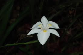Image result for Dietes flavida