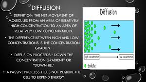Diffusion Cell Transport Mrs Paez Anatomy Physiology Ppt Download