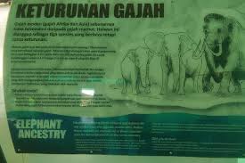 Ular sawa tergolong dalam haiwan yang dilindung di bawah akta peluliharaan hidupan liar 2010. Tripadvisor Private Batu Caves Kuala Gandah Elephant Sanctuary Tour Provided By Malaysia Trans Tour Kuala Lumpur Wilayah Persekutuan