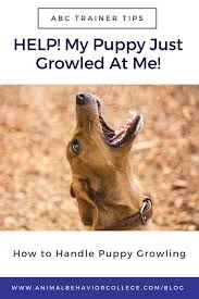 Help My Puppy Is Biting And Growling At Me Animal Behavior College Puppy Training Dog Training Dog Training Obedience