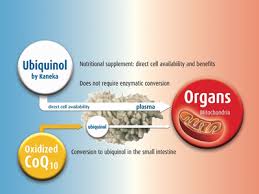 Coenzyme q10 (coq10) by bulksupplements provides an extensive amount of health benefits which include improvements in joint and muscular health thus, ubiquinol is the best overall form of coq10 but those who are looking for a cheaper option that's more widely available may want to choose a. Supporting Mitochondrial Functions With Ubiquinol