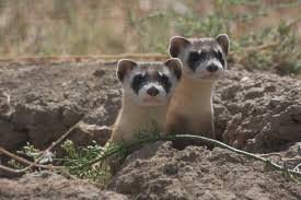 Ferrets And Prairie Dogs And Bison Oh My Defenders Of