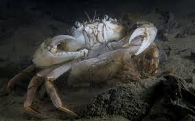 Feb 15, 2018 · esistono molti altri animali marini, come ad esempio i rotiferi, molto più piccoli e numerosi, per i quali sarebbe impossibile fare un elenco.come hai avuto modo di vedere, gli oceani e i mari sono pieni di curiosità che andrebbero scoperte e divulgate, ma alcune di esse hanno ancora bisogno che la scienza le porti a galla. Granchio Di Sabbia Biologia Marina Del Mediterraneo