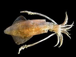 Kalmare größe — die zoologische ordnung der kalmare. Tintenfische Wikipedia