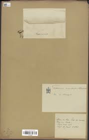 Image result for Crepidomanes inopinatum