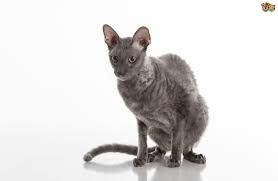 This item can be purchased in elwynn forest. Cornish Rex Cat Breed Facts Highlights Buying Advice Pets4homes