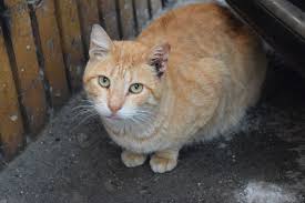 Sorrento Italy Cat Cats Animals Italy