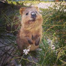 You Ll Always Be Greeted With A Smile At Rottnestislandwa Quokkas Are The World S Happiest Animal After All You Happy Animals Cute Animals Quokka Animal