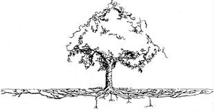 A small flowering tree native to eastern asia, the kousa dogwood is an attractive small tree makes a statement in a yard or garden or along the edge of shallow root system benefits with a few inches of mulch to moderate soil temperature. Dogwood Trees Tree Roots Roots Drawing