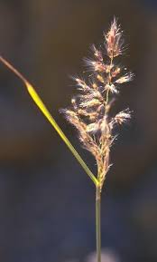 Image result for Tricholaena