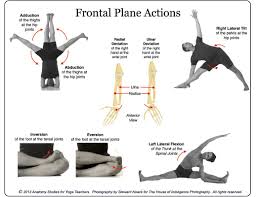 Frontal Coronal Plane Actions Yoga Anatomy Yoga Teacher Training Yoga