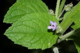 Image result for Mesosphaerum suaveolens