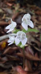 Image result for Disperis