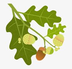 The fruit of quercus palustris is the acorn, roughly 15,000 of which will be produced by any given pin oak each year. Oak Acorns Branch Leaves Nature Tree Tree Fruit Oak Transparent Png 720x720 Free Download On Nicepng