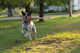 Do Australian Cattle Dogs Shed Canna Pet