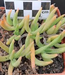 Image result for Hereroa