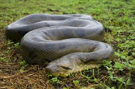 Green Anaconda National Geographic Anaconda Snake Green Anaconda Giant Anaconda