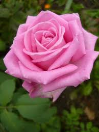Flower Images For Whatsapp Profile Download In 2020 Beautiful Roses Beautiful Rose Flowers Beautiful Flowers