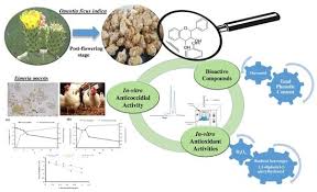 Image result for Phyllanthus mendoncae