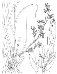 Image result for Costularia natalensis