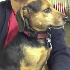 The detectors are hard wired and battery back up; Another Look At A Fearful Dog Eileenanddogs