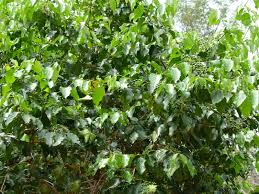 Image result for Psydrax fragrantissima