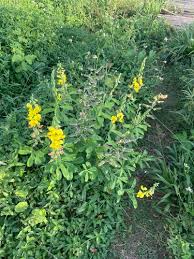 Image result for Crotalaria retusa
