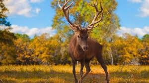 » animals wallpapers and backgrounds. Milwaukee Bucks Animal Hd Wallpaper Preview 10wallpaper Com