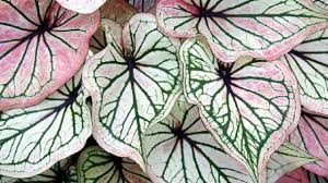 Maybe you would like to learn more about one of these? Caladium Lengkap Dengan 10 Jenis Harga Dan Cara Perawatan