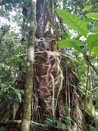 Retreat With A Plant Of Power Or Training Another Way Ayahuasca Blog Psychadelic Art Ayahuasca Legends And Myths
