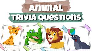 Teach curious children surprising facts about the animal kingdom every item on this page was chosen by a woman's day editor. Trivia Questions With Answers 1 Animals Kindergarten Preschool Youtube