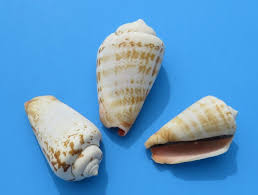 Condensed resin is exchanged to refill original resin. Case Of Wholesale Strawberry Strombus Conch Shells Bulk Small Shells For Crafts