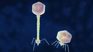 All created virusses by me. Some Viruses Thwart Bacterial Defenses With A Unique Genetic Alphabet Science News