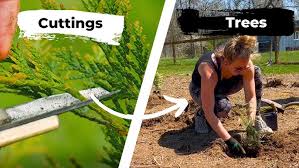 Image result for cuttings thujas
