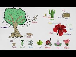 Parts Of A Plant Useful Plant Parts Flower Parts Tree Parts In English With Pictures Youtube Parts Of A Flower English Vocabulary Parts Of A Plant