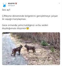 Ciftlesme Doneminde Bolgelerini Genisletmeye Calisan Iki Vasagin Karsilasmasi Saniye Saniye Kaydedildi Son Dakika