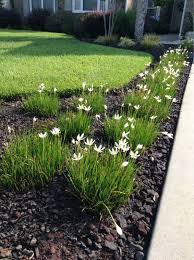 Rain Lily Zephyranthes Candida This Appears To A Rain Lily There Are Also A Number Of South American Rain Lilies In The Ge Plants Rain Lily Tropical Garden