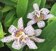 Image result for Tricyrtis `Black Beauty`