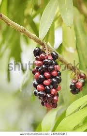 Image result for Lepisanthes senegalensis