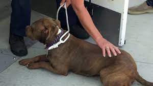 What happens when a dog is euthanized. Dog Euthanasia Louis Theroux S La Stories City Of Dogs Bbc Youtube